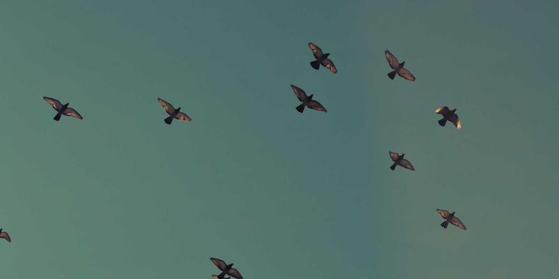 云南香格里拉徒步攻略：雨崩村与虎跳峡路线详解 | 齐齐旅游指南