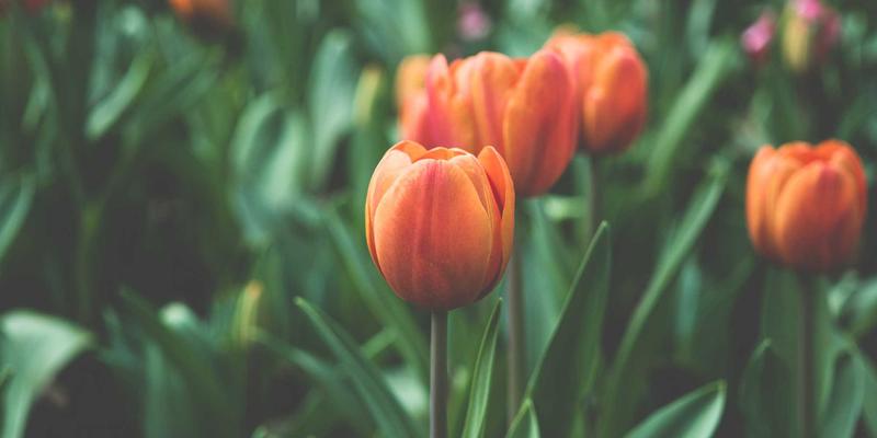 冰岛极光追寻全攻略：最佳观测时间、绝佳地点与专业摄影参数设置