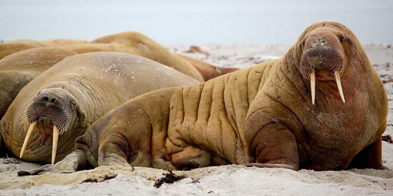 齐齐旅游自由行全攻略：解锁个性化旅程的终极旅行指南